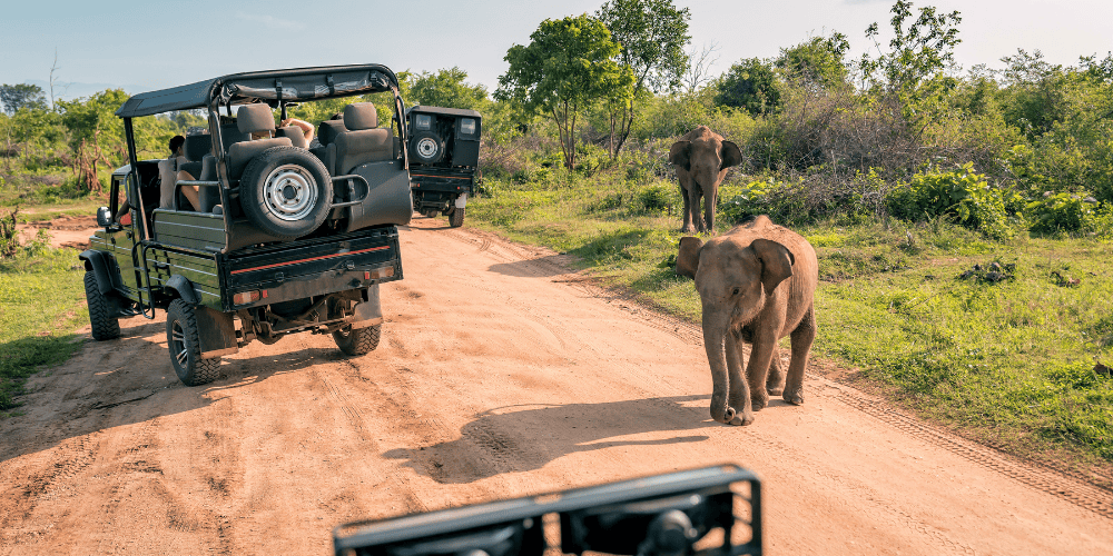 Kosher Safaris in Kenya